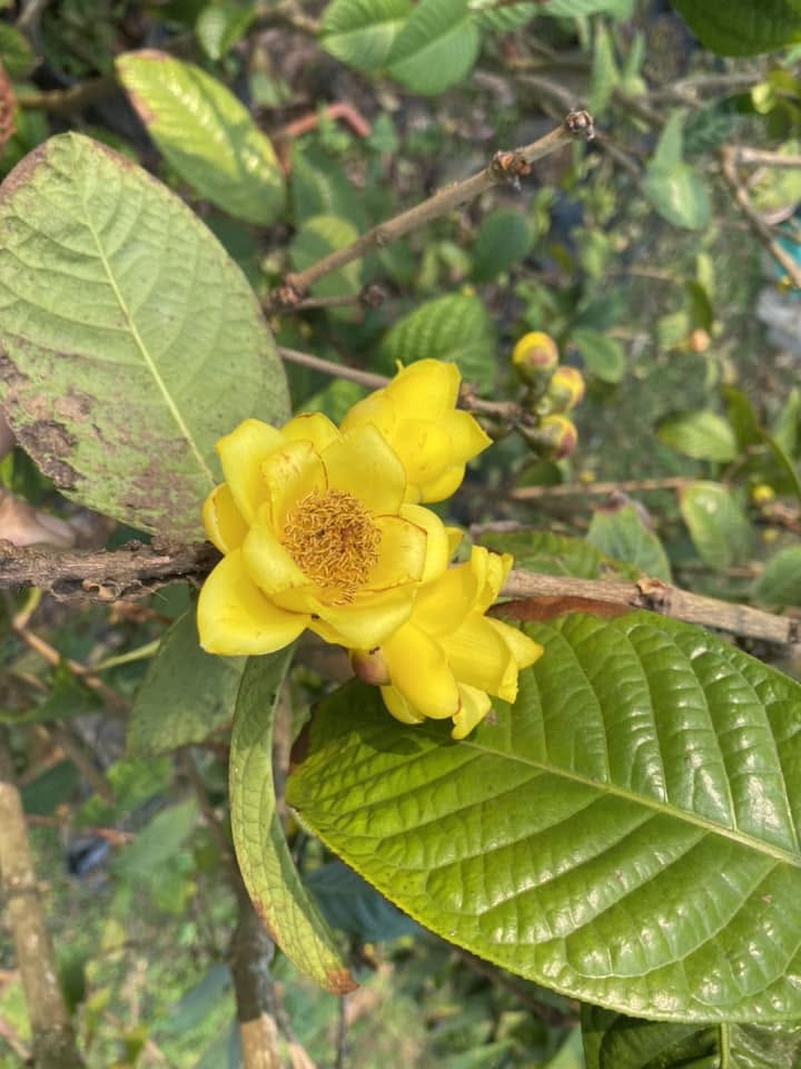 Trà Hoa Vàng Tam Đảo Núi (sấy thăng hoa)